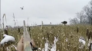 Pheasant Hunting with German Shorthaired Pointer 2016 / Coj Aub Yias Lab Manh Mus Caum Nraj.