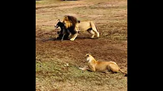 Male Lion Shows Lioness How to Hunt Wildebeest