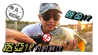 【釣魚津觸咪】鯉魚路亞釣的到?#V特 #津觸咪 #中部釣魚 #路亞釣遊