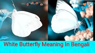 #whitebutterfly Meaning In Bengali | #butterfly #brownbutterfly #trending #viral #subscribe #youtube