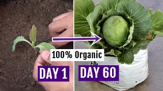 How to Grow Cabbage at Home Easily - Complete Growing Guide