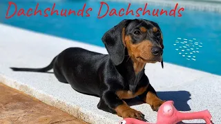 Dachshunds Dachshunds Funny Videos | Try Not To Laugh Dachshund Dogs videos compilation