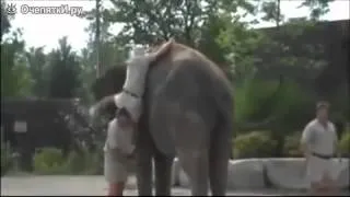 Как непросто залезть на слона