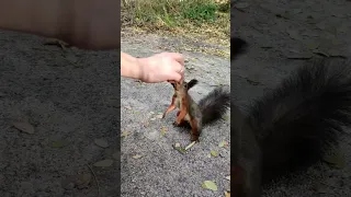 Подняли белку. Raised a squirrel #squirrel #белка #shorts #animals