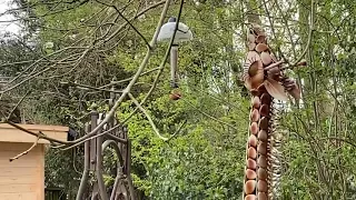 Female Bullfinch on feeder whilst Male looks on