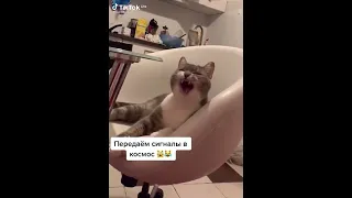 Котейка смешно зевает #shorts #приколыскотами #приколысживотными #смешныекоты