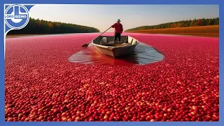 Cranberry Harvest: Discover the Secret Behind Harvesting Billions of Cranberries Weekly!