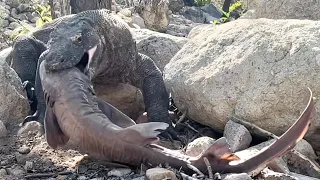 Tense Moments Komodo Swallows The Carcass Of a Super Large Shark