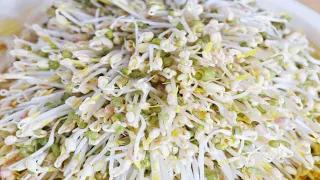 How to Grow Bean Sprouts in 3 Days? Super Easy! CiCi Li - Asian Home Cooking Recipes