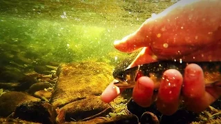 Great Smoky Mountain Native Brook Trout Fly Fishing (Lynn Camp Prong)