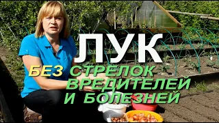 ЭТО НЕ ДАСТ ЛУКУ УЙТИ В СТРЕЛКУ И УБЕРЕЖЕТ ЕГО ОТ БОЛЕЗНЕЙ! Советы от ЗЕЛЕНОГО ОГОРОДА!