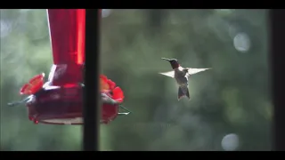 Hummingbird 4K slow motion wings flapping and tongue drinking nectar (no sound)