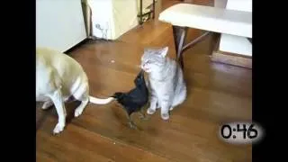 Birds Feeding Cats and Dogs