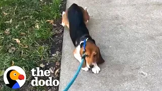 Beagle Rescued From Lab Learns To Love Walking Outside | The Dodo