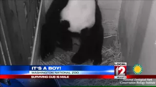 It's a boy! National Zoo's surviving newborn panda i