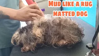 Mud Matted Dog Grooming after by Soaking Flood shih-tzu full shave-down