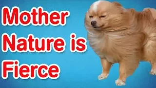Mother Nature Is Fierce | Funny Animal Compilation