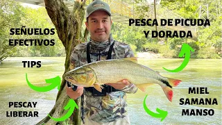 Pesca de Picuda , Dorada y jetudo en en los ríos la Miel , Samaná y Manso