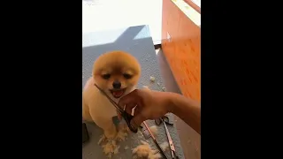 Cute Pomeranian - Teddy Bear Cut  |  Bunny TV