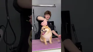 NEVER do this to a Pom