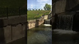 Жизнь в Перми / Райский сад / Памятник собаке-спасателю / Водосброс из Мотовилихинского пруда