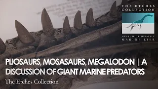 PLIOSAURS, MOSASAURS, MEGALODON | A DISCUSSION OF GIANT MARINE PREDATORS