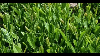 LSU AgCenter Tea 101 Webinar (Part 1)