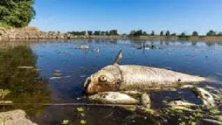 Миллионы дохлой рыбы в реке Австралии! Что случилось?