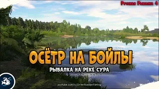 What if the sturgeon? Yes, for boilies and without PVA, in Sura, farm? • Driler - Russian Fishing 4