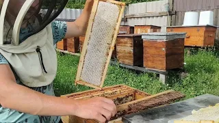 Відкачуємо мед з акації