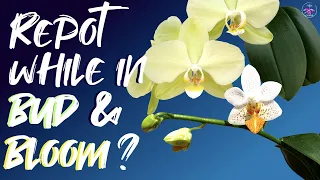 CAN YOU REPOT Phalaenopsis Orchids when they are in full bloom? #phalaenopsis #ninjaorchids