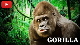 Spy Gorilla Eating With Alpha Silverback | Earth Of Wild