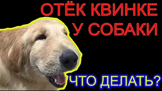 🐾🐕📝 Отёк Квинке у собаки. Что делать? Первая помощь