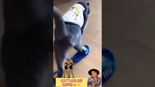 🎉😸cat take off slipper 😸|funny videos 🎉