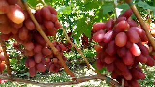 виноград 2019  виноград Капелюшного Сенсация