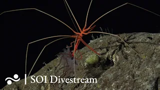 Seamount JF1 Shallow | SOI Divestream 649