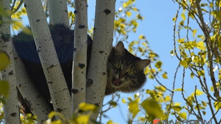 Спасение кота с дерева