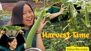 Karesa Bari |Harvesting vegetables 🥗