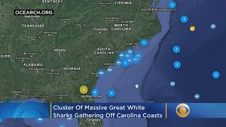 Cluster Of Massive Great White Sharks Off Carolina Coast Remains A Mystery
