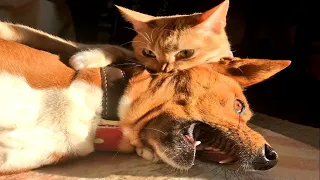 Funniest Cats And Dogs Videos 😍| Try Not To Laugh #43