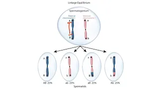 USMLE Step 1 Linkage Disequilibrium