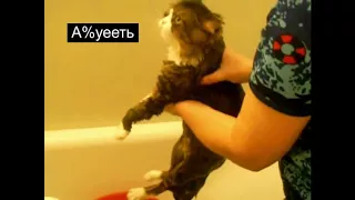 Кот ругается матом во время купания .