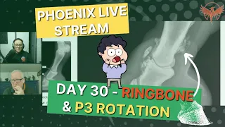 Day 30 - RINGBONE and ROTATION 🦴(incorrect hoof care STRIKES again!)👎