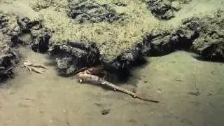 Curious Crabs Get Too Curious | Nautilus Live