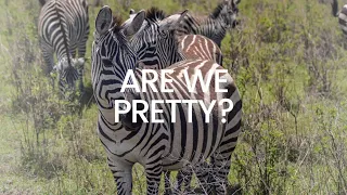 Bringing The Wild Close To You: Beautiful View of Zebras Drinking Water At Salt Lick Safari Lodge