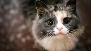 Смешные коты 23 (Funny Cats Compilation 2016)