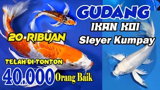 GUDANGNYA IKAN KOI SLEYER KOI KUMPAY SURABAYA GRADE A