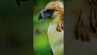 Philippine eagle