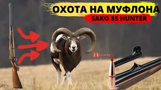 Охота на муфлона (Карабин SAKO) / Mouflon Hunt