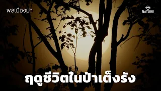 พลเมืองป่า : ฤดูชีวิตในป่าเต็งรัง การรอคอยได้สิ้นสุดลงแล้ว !